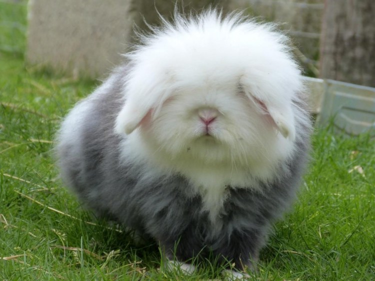 Искусственные цветы пушистые