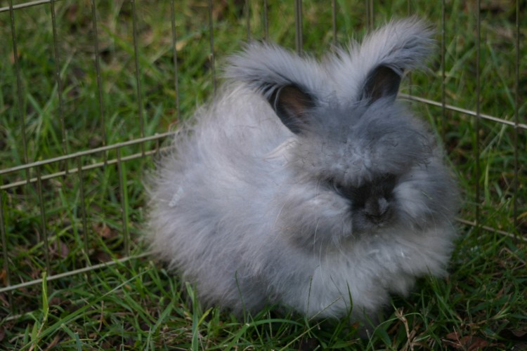 Зайчики пушистики