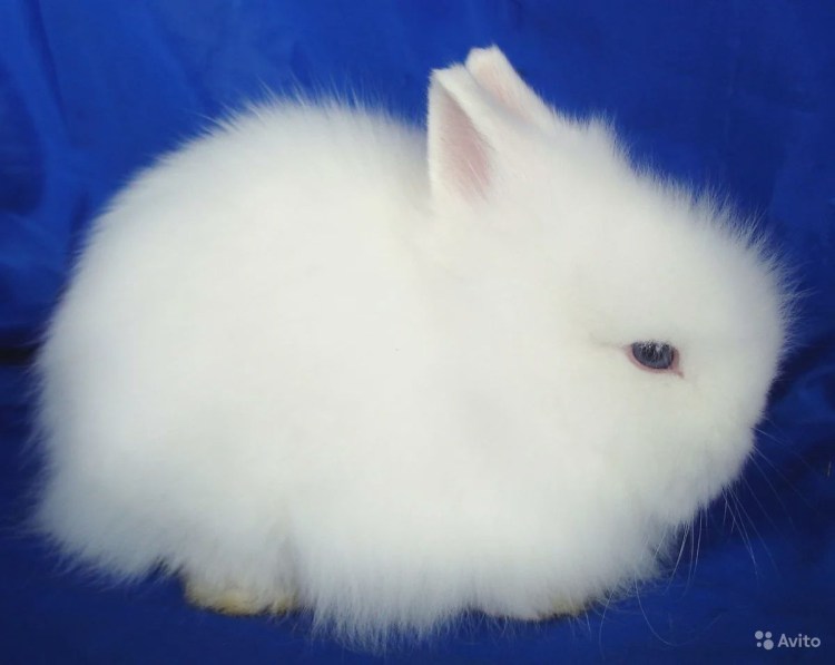 Ангорский карликовый кролик