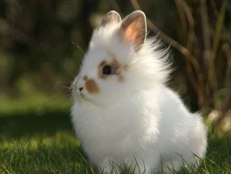 Кролик Пигмей белый
