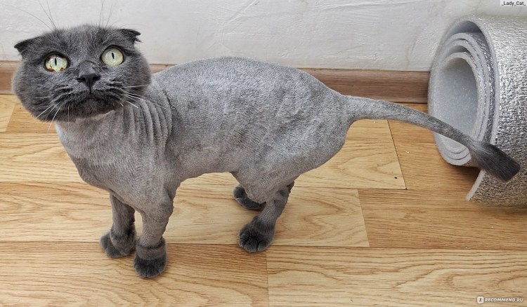 Стрижка сиамских котов