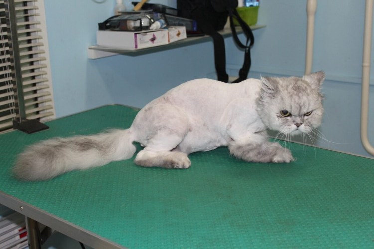 Стрижка кота