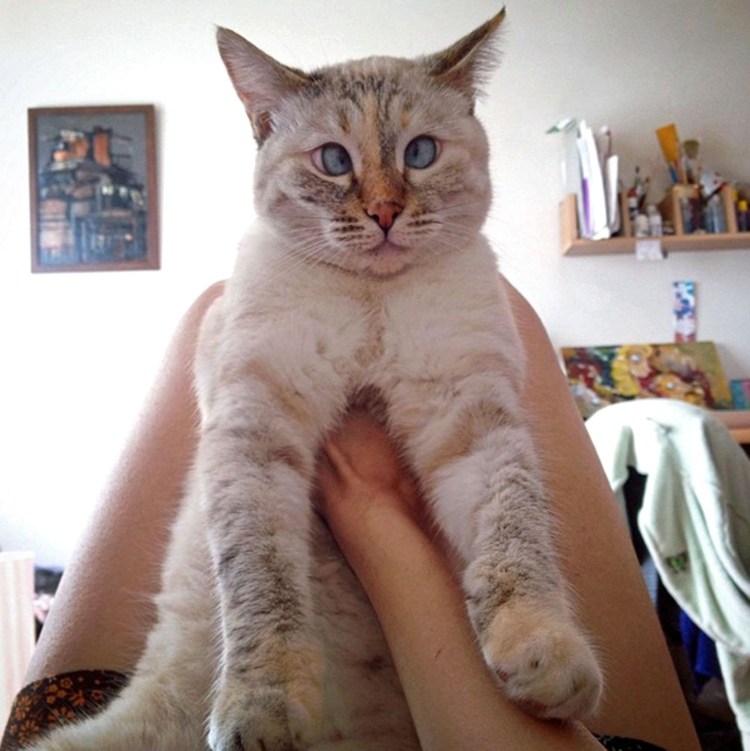 Кот Спанглс