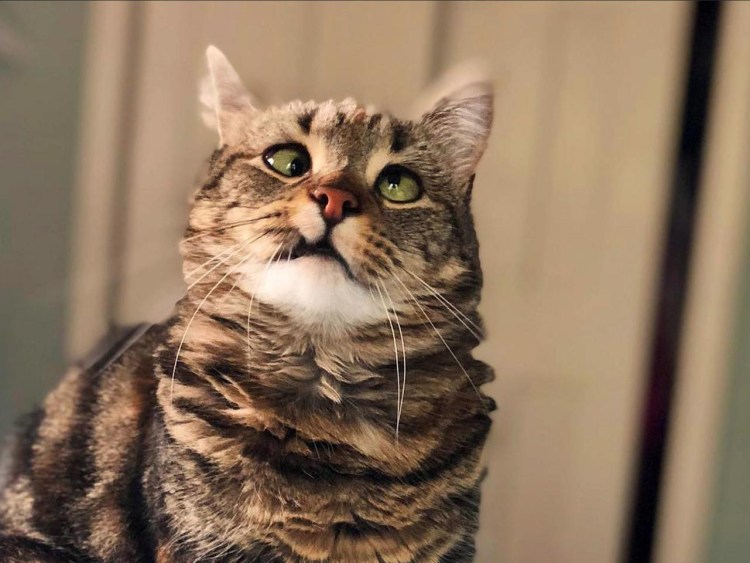 Сиамская и тайская кошка