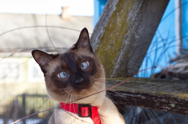 Котик с косыми глазами