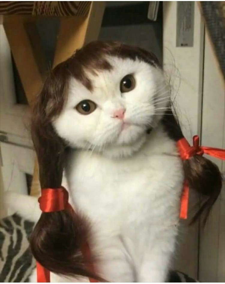 Кошка с косой