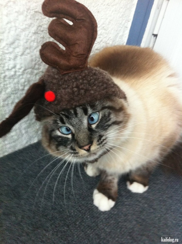 Топовые девушки с котом