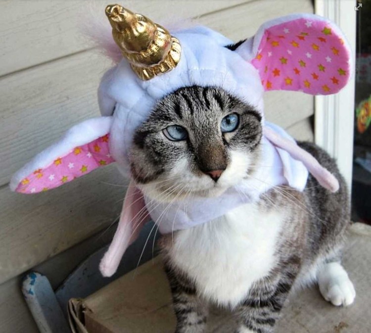 Груминг кошек