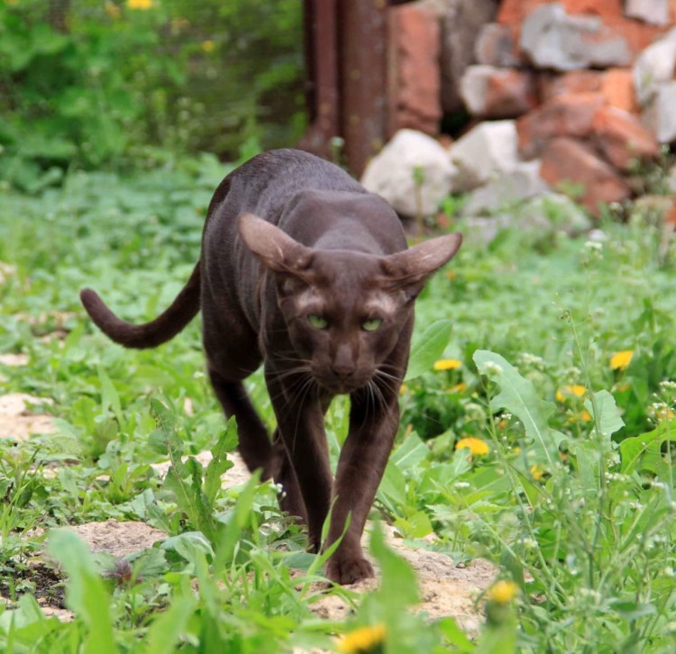 Ориентал Гавана Браун