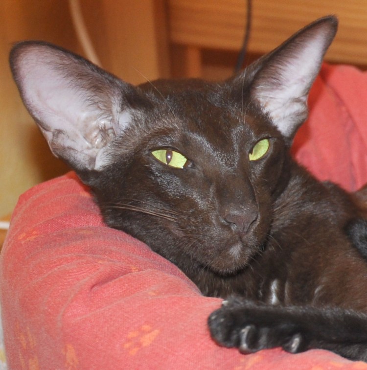 Котята ориенталы окрас шоколад