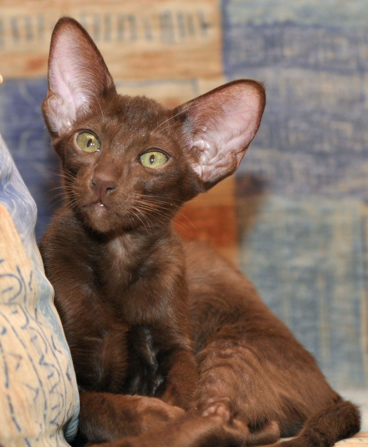 Ориентальная кошка Гавана