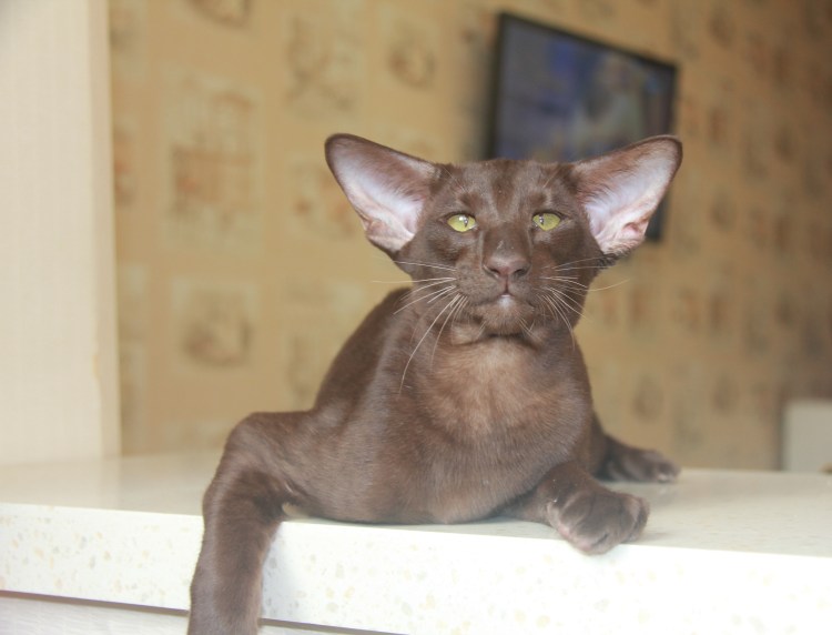 Шоколадный ориентальный кот