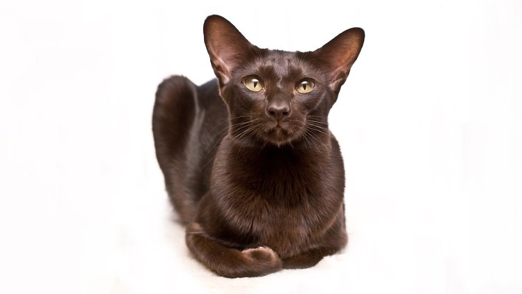 Ориентал Гавана Браун