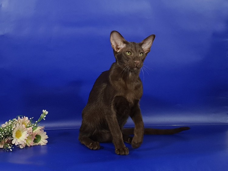 Ориентальная кошка Гавана