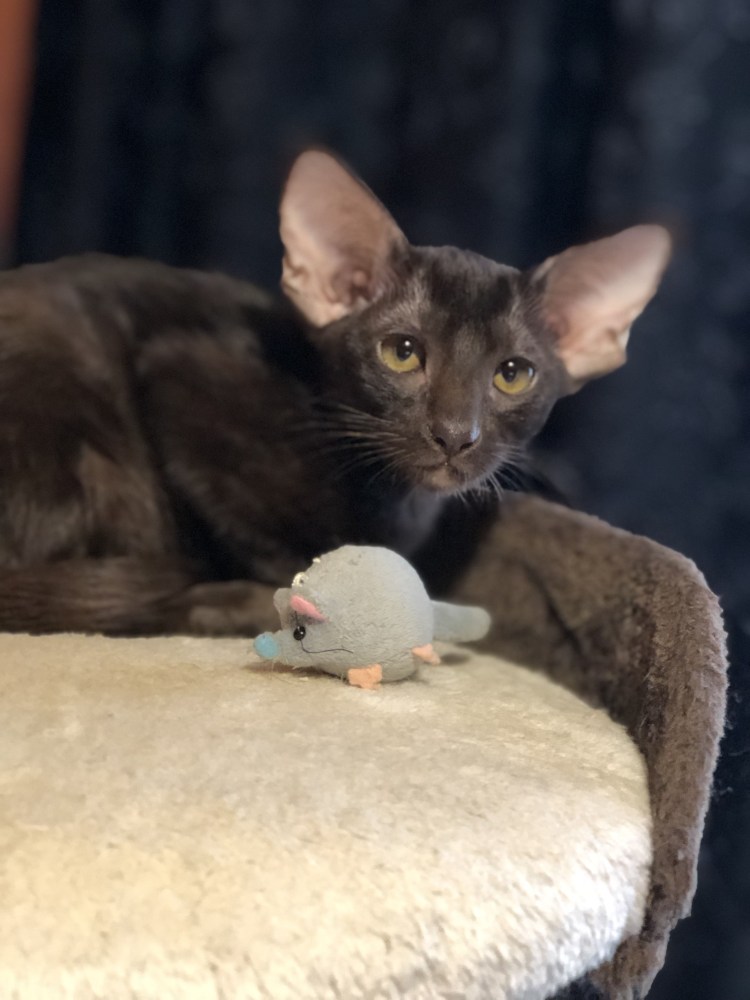 Ориентальная кошка грузин