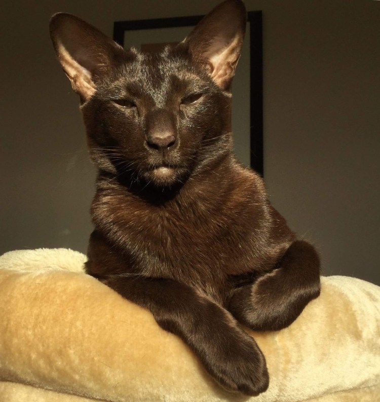 Шоколадный ориентальный кот