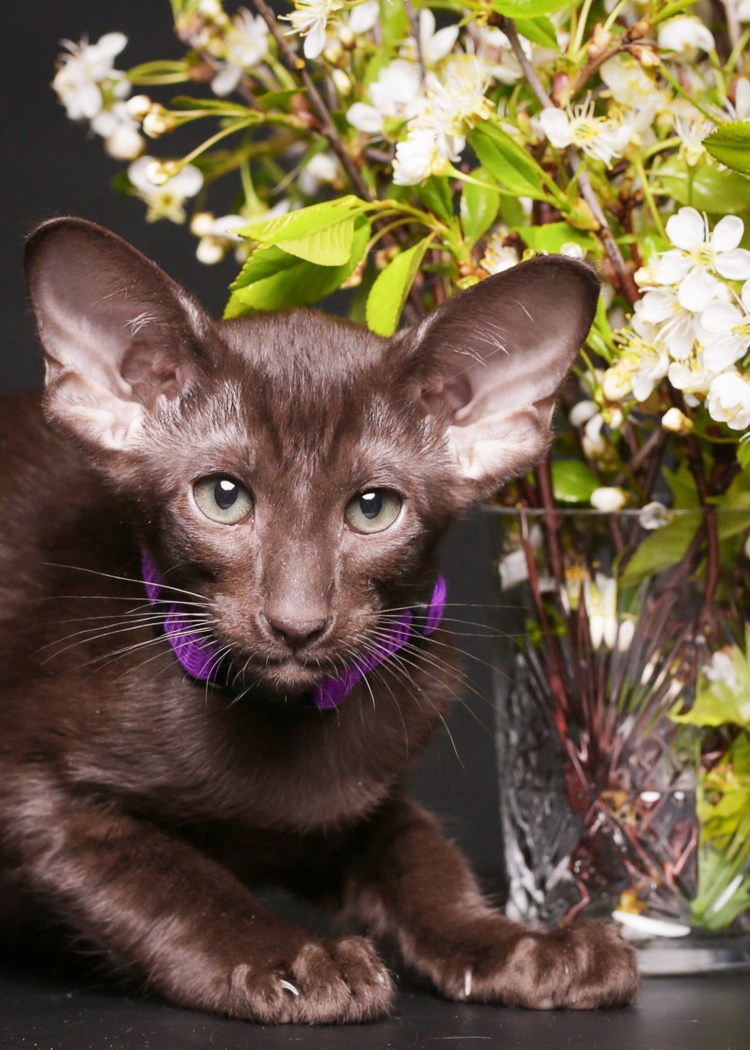 Ориентал кот Гавана