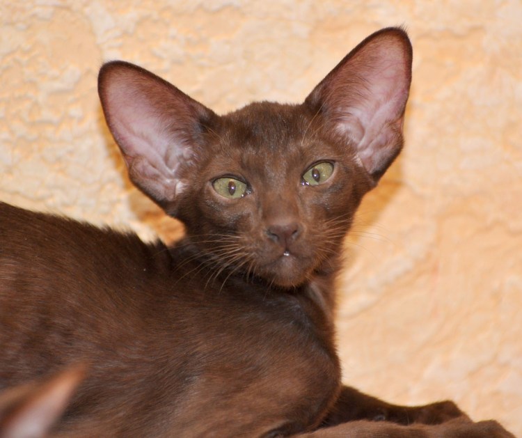 Кол лриентал шоколадный