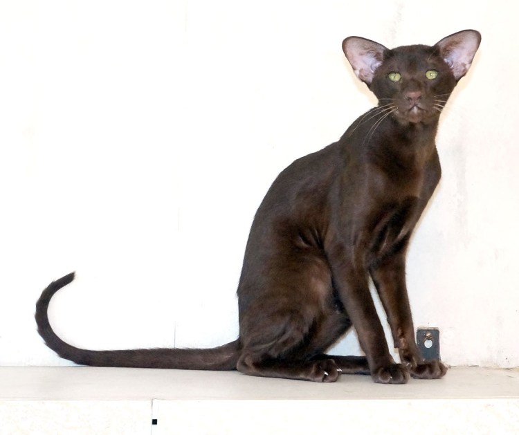 Ориентал Гавана окрас