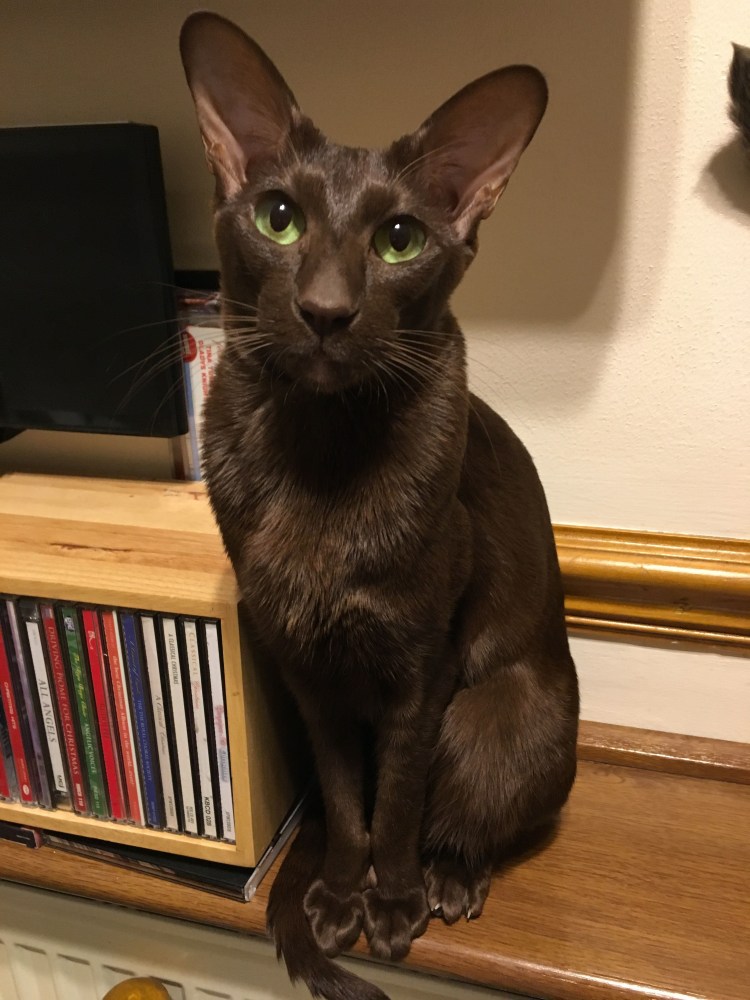 Ориентальная Гавана Браун