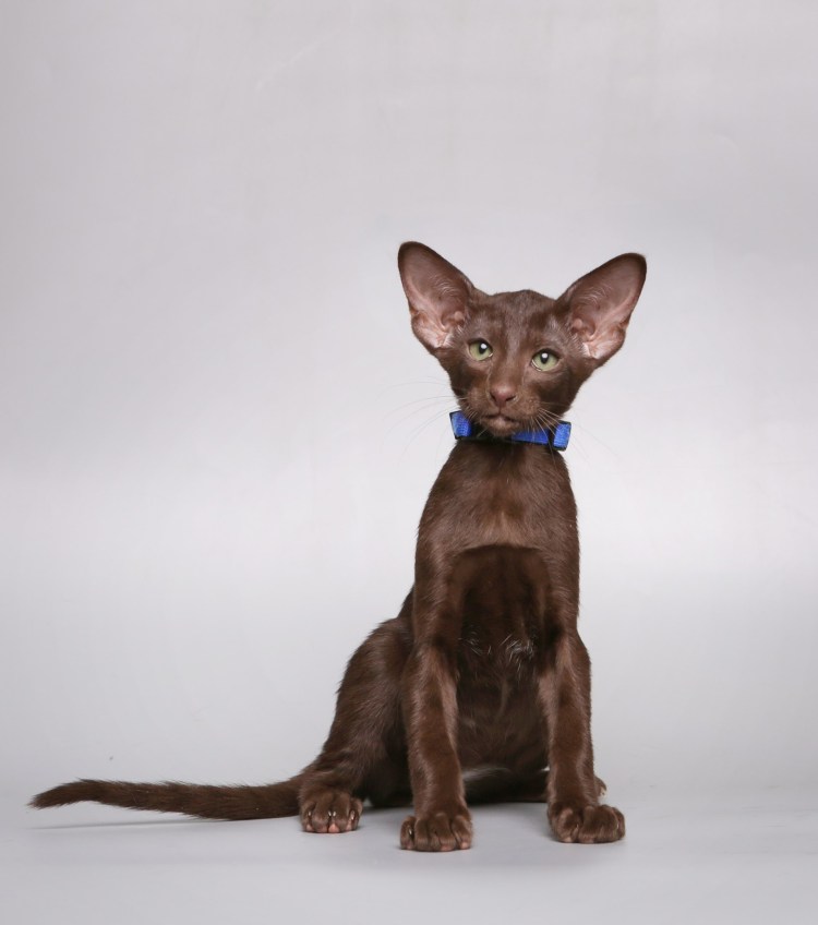Ориентальная кошка рыжая