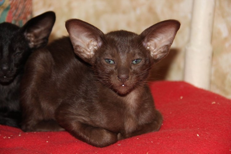 Шоколадный мраморный Ориентал