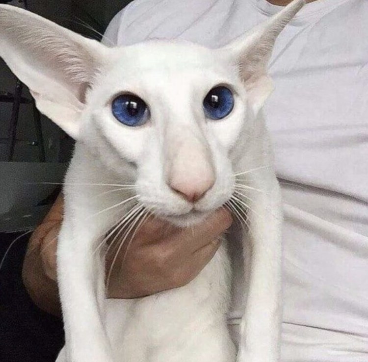 Ушастый кот Ориентал