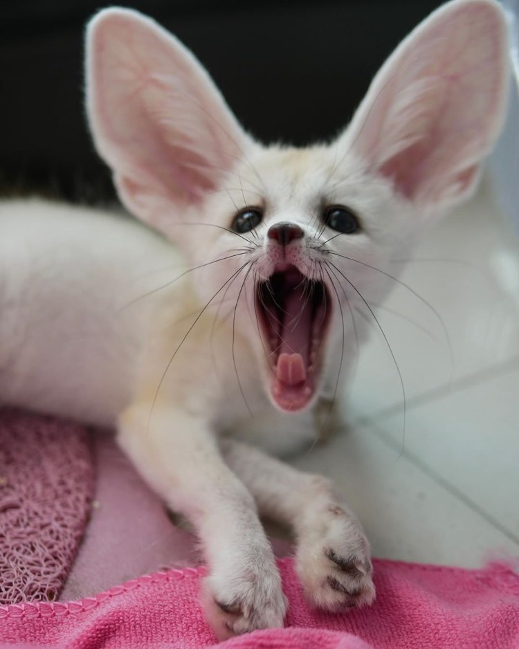 Ориентал Гавана Браун