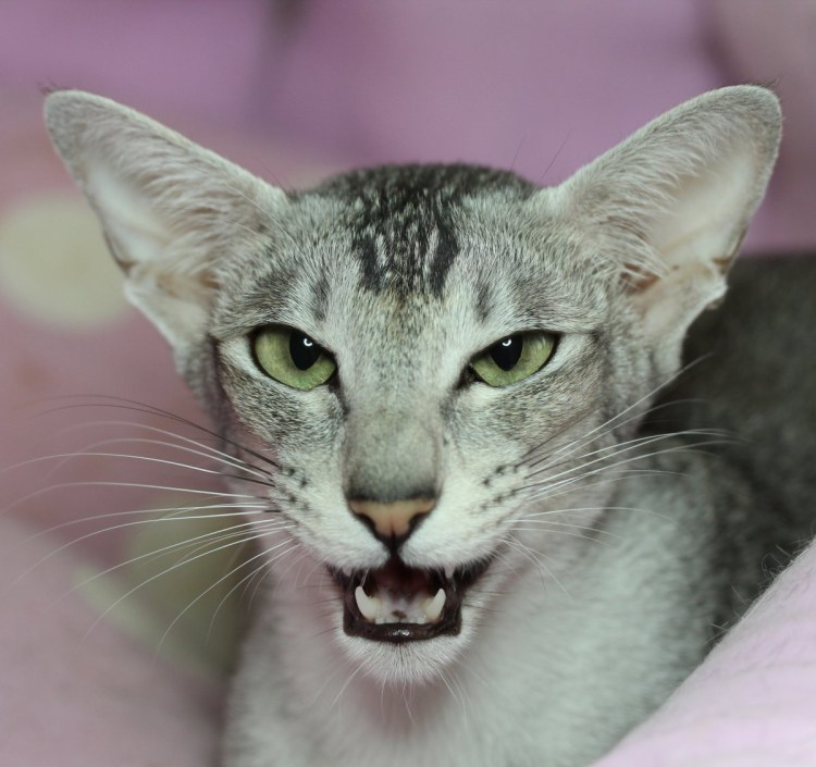 Ориентальная кошка грузин