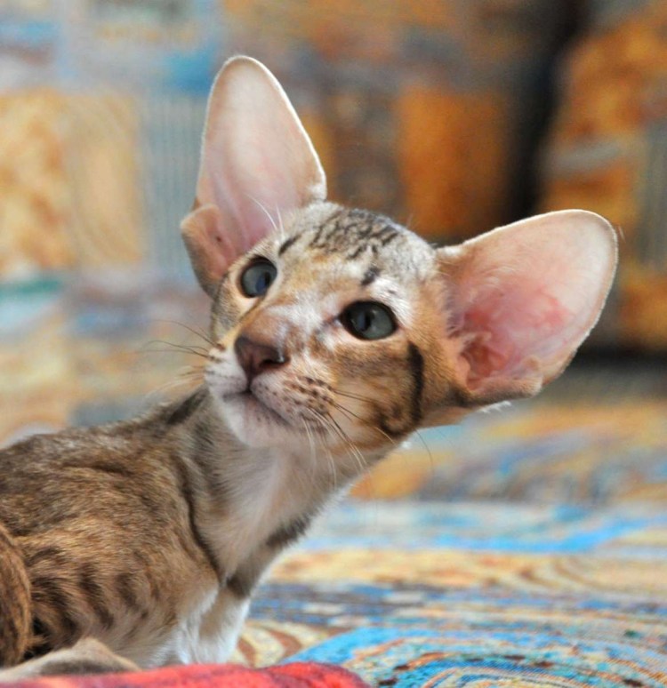 Ориентальная кошка ушастая