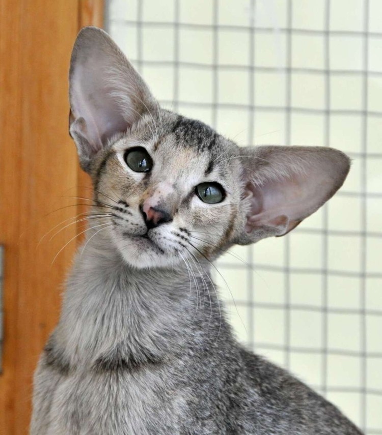 Кот грузин порода Ориентал