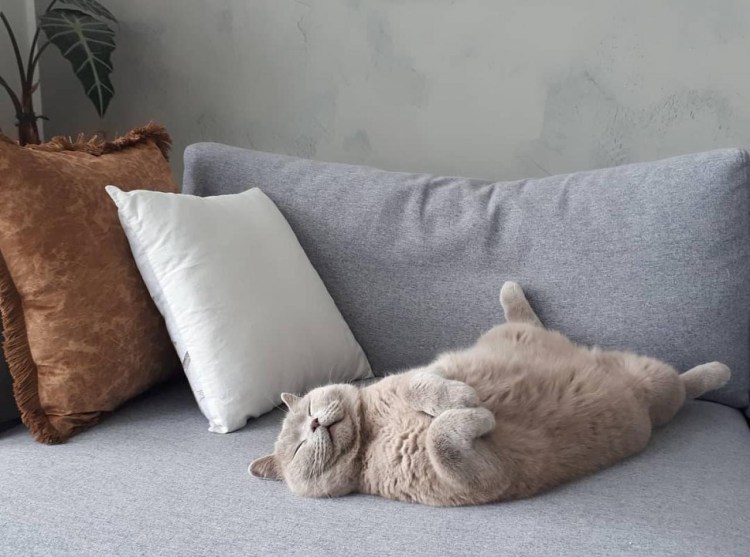 Порода кошек перс экстремал