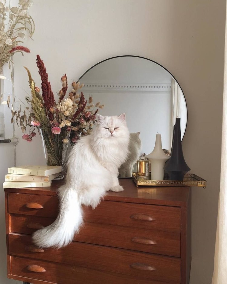 Породы кошек для квартиры