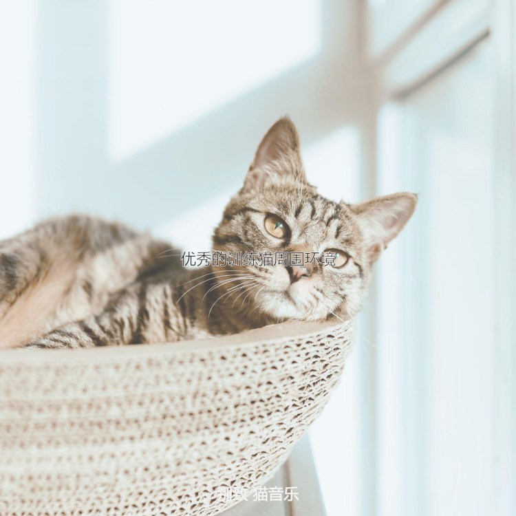 Сервал кошка домашняя