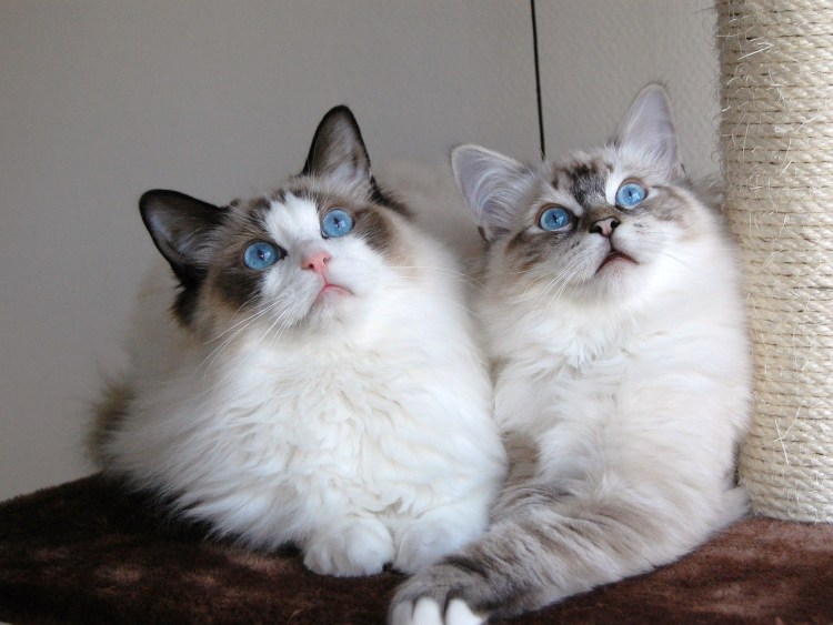 Макрелевый табби