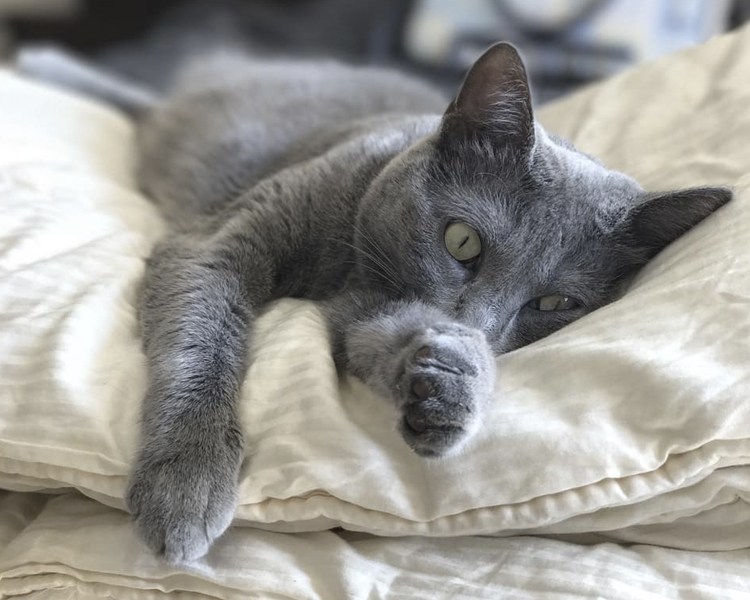 Саванна (порода кошек)