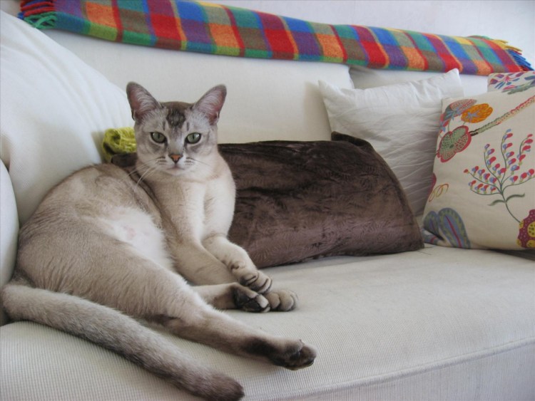 Спокойная кошка