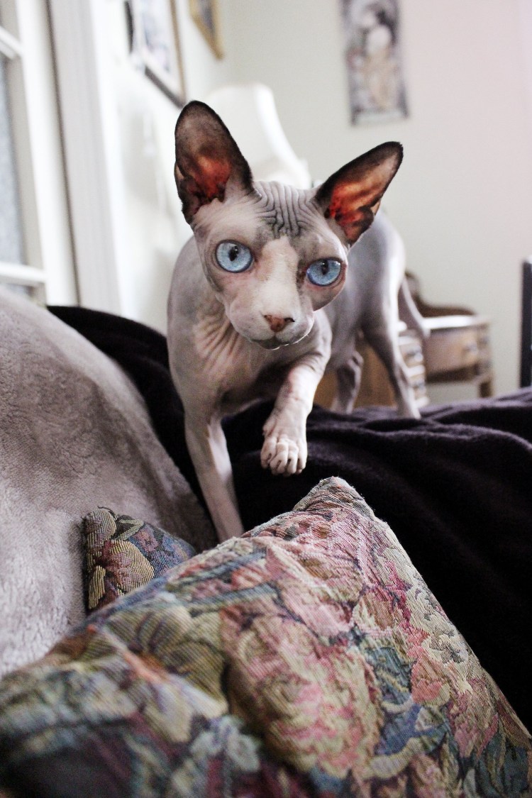 Коты в интерьере