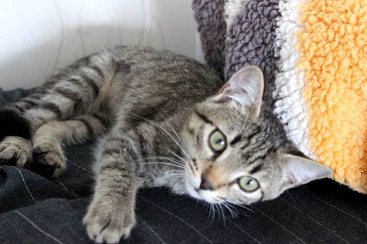 Американская короткошерстная кошка