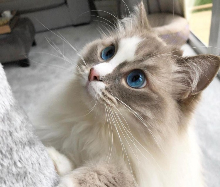 Самая игривая порода кошек