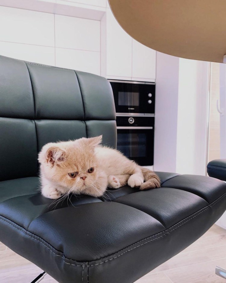 Лучшие кошки для квартиры