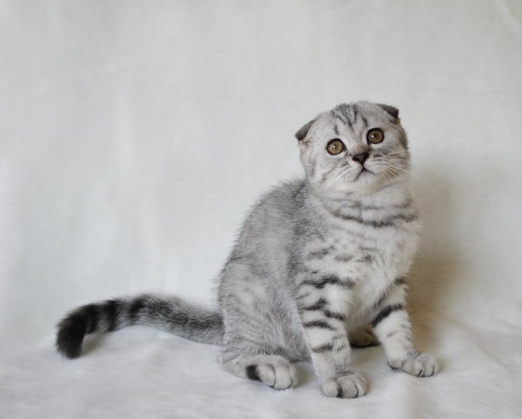 Шотландский тигровый