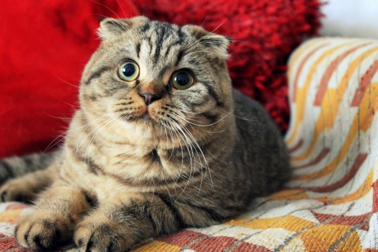 Шотландская вислоухая кошка табби