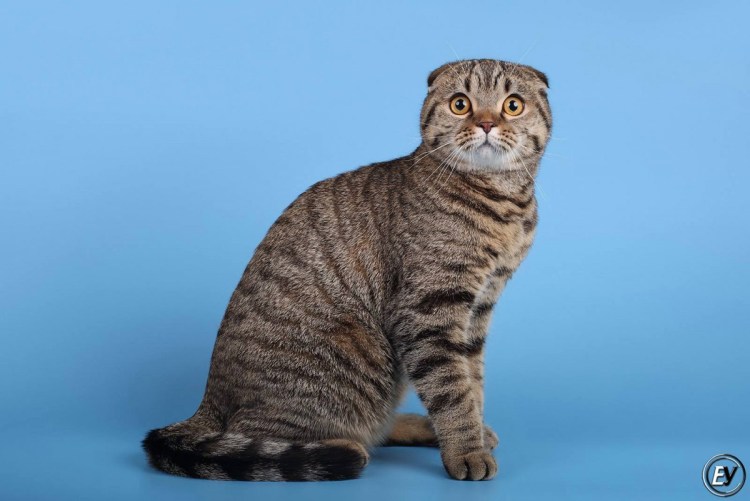 Скоттиш фолд Браун табби