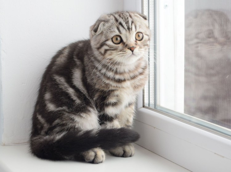 Шотландская вислоухая кошка табби