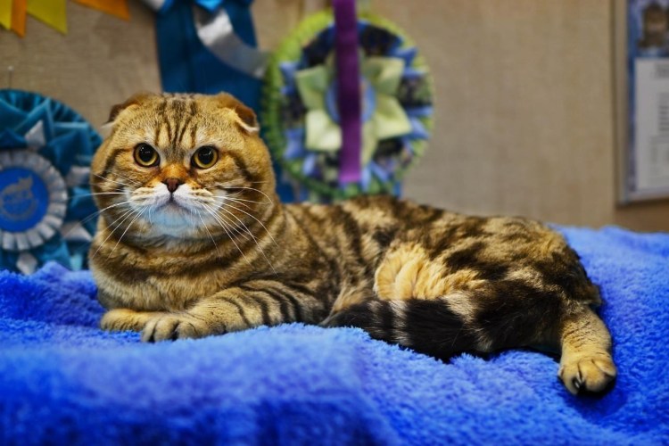 Шотландский вислоухий скоттиш фолд персиковый