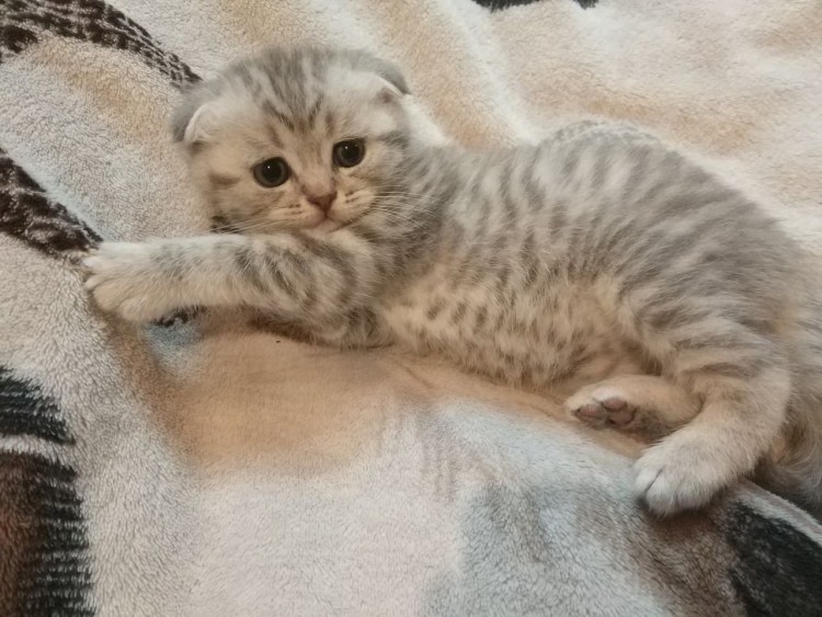 Шотландская вислоухая скотишфолд