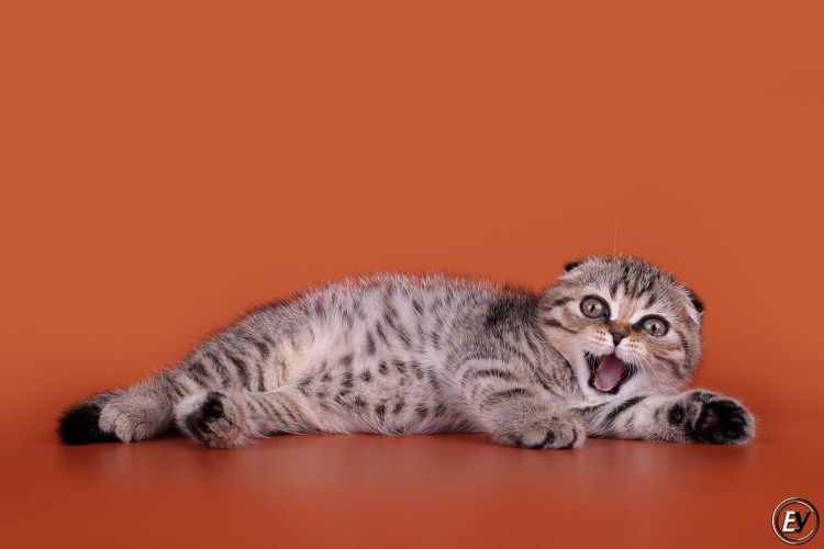 Скоттиш-фолд Шотландская вислоухая кошка