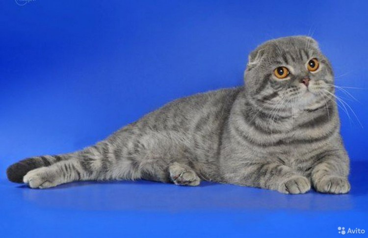 Скоттиш фолд Браун табби