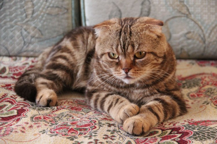 Шотландская вислоухая кошка табби
